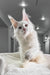 White Maine Coon kitten from Venturo, adorable and fluffy for your home