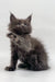 Fluffy gray Maine Coon kitten Venus playfully raises her paw