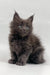 Fluffy gray Maine Coon kitten named Venus looking adorable and playful