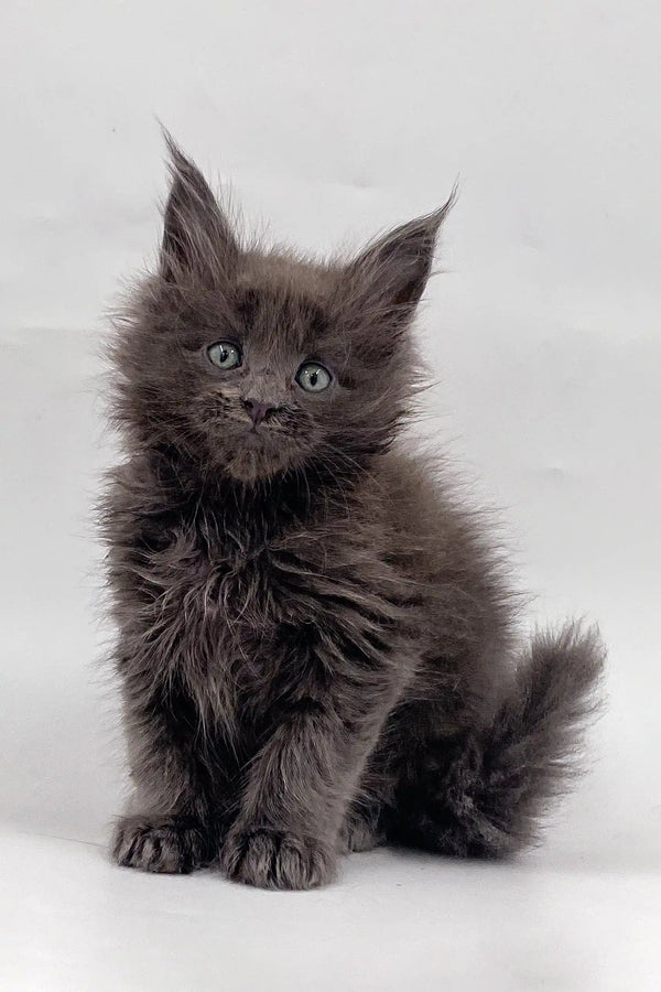 Fluffy gray Maine Coon kitten named Venus playing happily in the sunlight