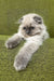 Fluffy Himalayan kitten with grey points relaxing in stylish Venya bed