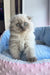 Fluffy Himalayan kitten with blue eyes lounging on a cozy bed in Venya