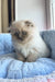 Fluffy Himalayan kitten with blue eyes lounging on a light blue cushion