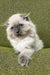 Fluffy Himalayan cat with blue eyes and cream fur, perfect for Venya, the Scottish Fold