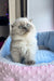 Fluffy Himalayan cat with blue eyes lounging in colorful bed from Venya Scottish Fold