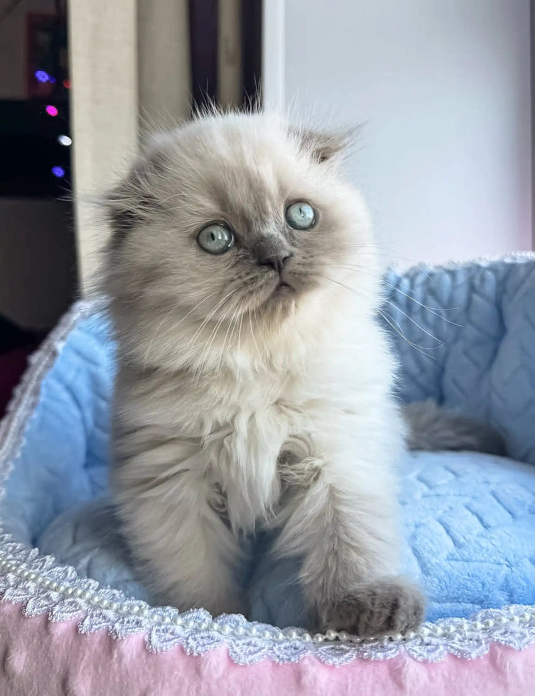 Fluffy Ragdoll kitten with blue eyes and cream fur, perfect for Venya Scottish Fold