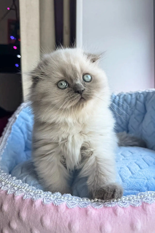 Fluffy Ragdoll kitten with blue eyes and cream fur, perfect for Venya Scottish Fold