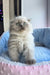 Fluffy white Ragdoll kitten with blue eyes sitting up, perfect for Venya Scottish Fold