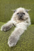 Ragdoll cat with cream fur and blue eyes lounging beside Venya Scottish Fold kitten