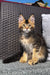 Fluffy tabby Maine Coon kitten with big ears, showcasing the charm of a Golden Maine Coon