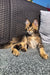 Tabby kitten lounging on textured surface, a cute Golden Maine Coon vibe