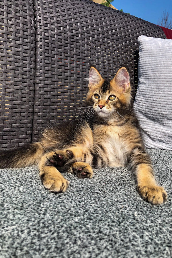 Tabby kitten lounging on textured surface, a cute Golden Maine Coon vibe