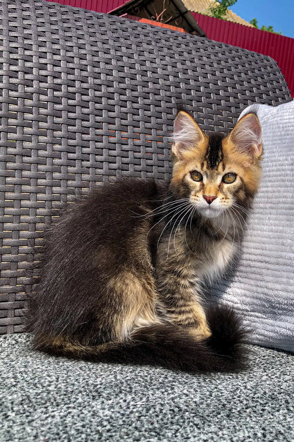 Fluffy tabby Maine Coon kitten with golden fur and alert look for Vermont product
