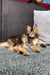 Golden Maine Coon kitten relaxing on a cushioned outdoor chair in Vermont