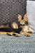 Fluffy tabby kitten relaxing on a carpet, perfect for a Golden Maine Coon lover