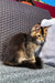 Tabby kitten on gray cushion with golden Maine Coon vibes and cuteness overload