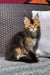 Tabby kitten relaxing on a wicker chair, perfect for Golden Maine Coon lovers