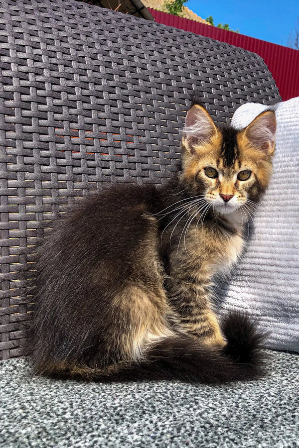 Fluffy tabby kitten on a woven chair, perfect for any Golden Maine Coon lover