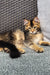 Fluffy Golden Maine Coon kitten with ear tufts relaxing on a cozy carpet