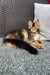 Golden Maine Coon kitten relaxing on a cozy textured surface in Vermont