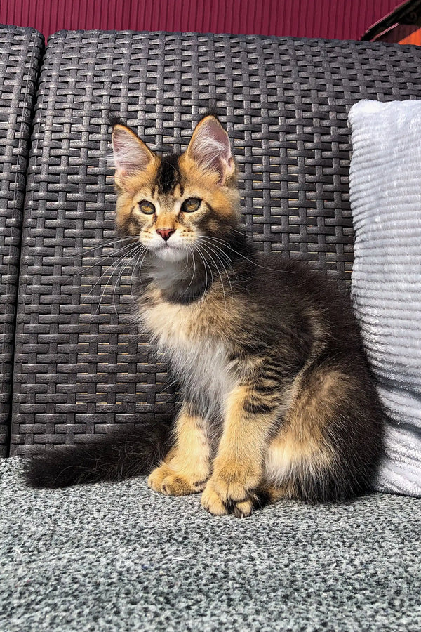 Fluffy tabby Maine Coon kitten with alert eyes in Vermont, perfect for cat lovers
