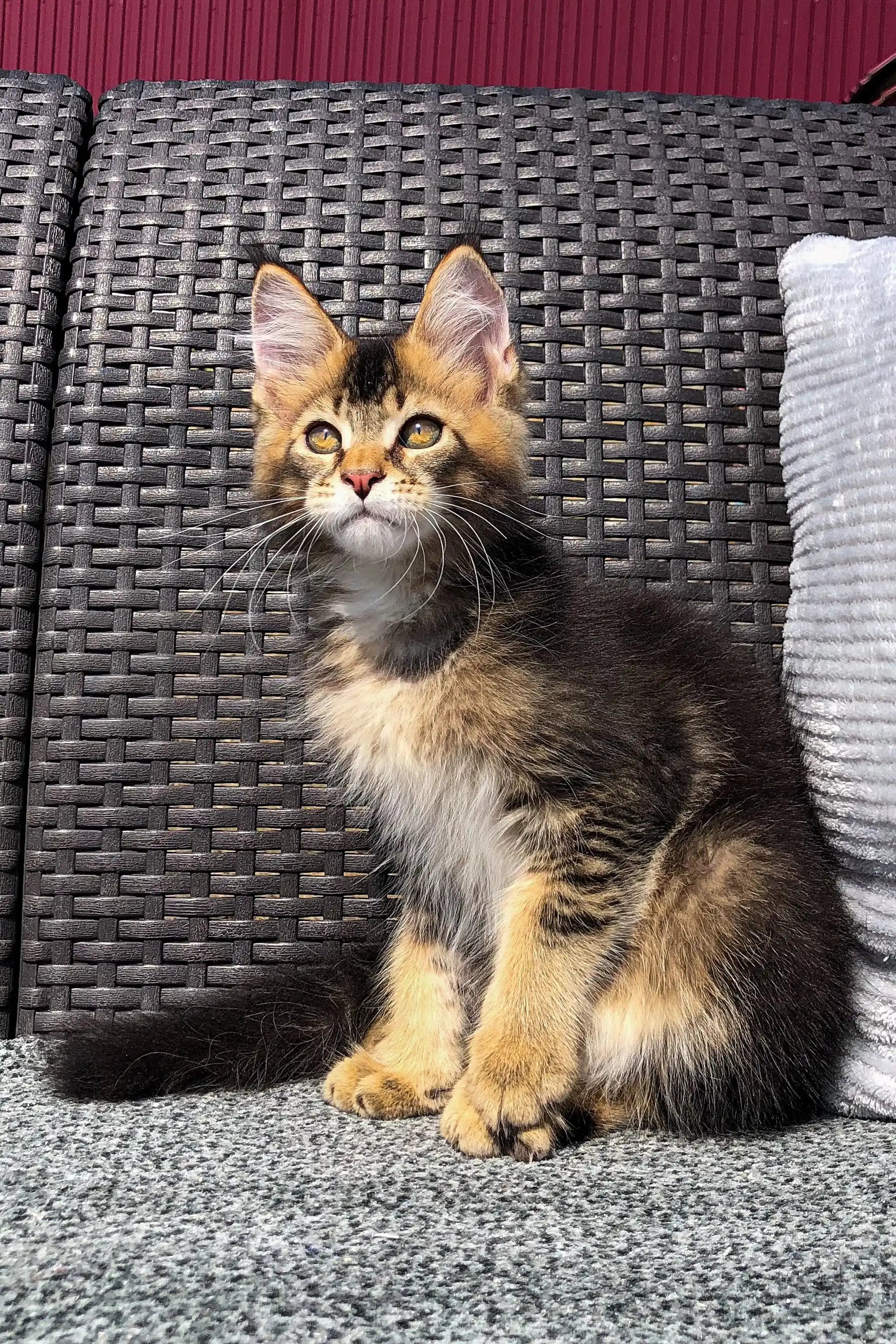 Maine Coon Kittens for Sale Vermont | Golden Kitten