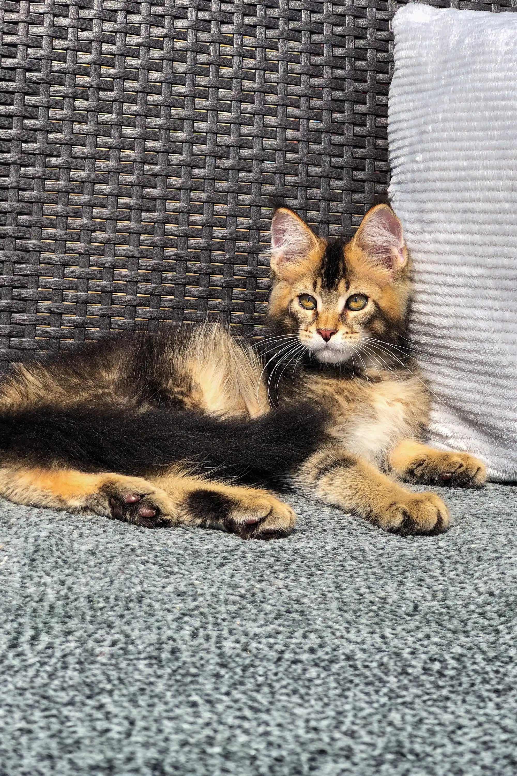 Maine Coon Kittens for Sale Vermont | Golden Kitten