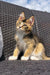 Fluffy Tabby Kitten relaxing on a woven surface, perfect for your Golden Maine Coon