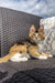 Fluffy calico kitten relaxing on woven furniture near a Golden Maine Coon kitten