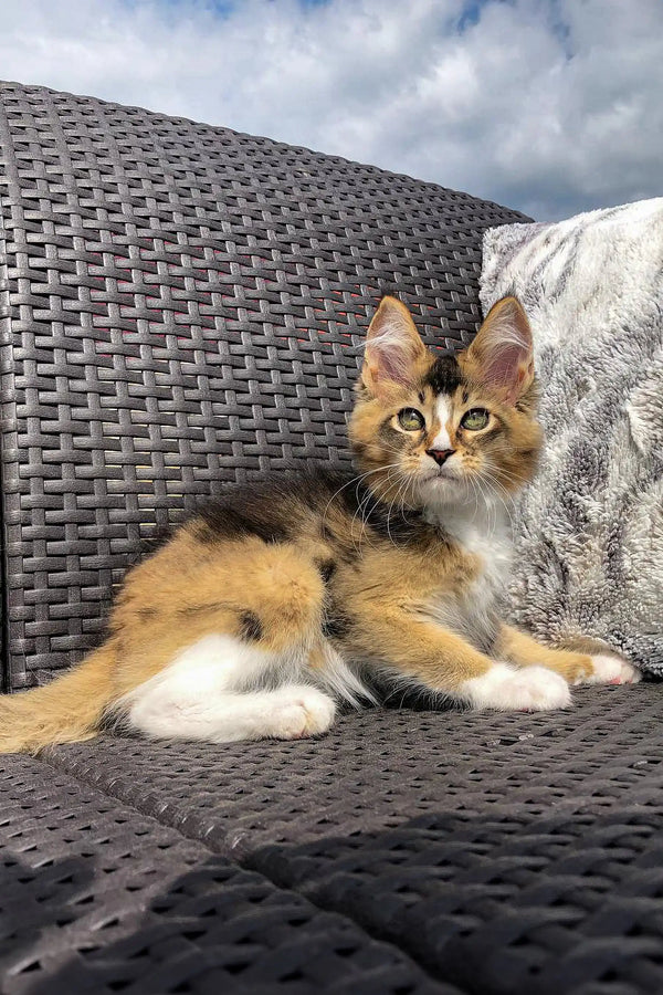 Fluffy calico kitten relaxing on woven furniture near a Golden Maine Coon kitten