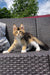 Fluffy calico kitten relaxing on woven outdoor furniture near a Golden Maine Coon