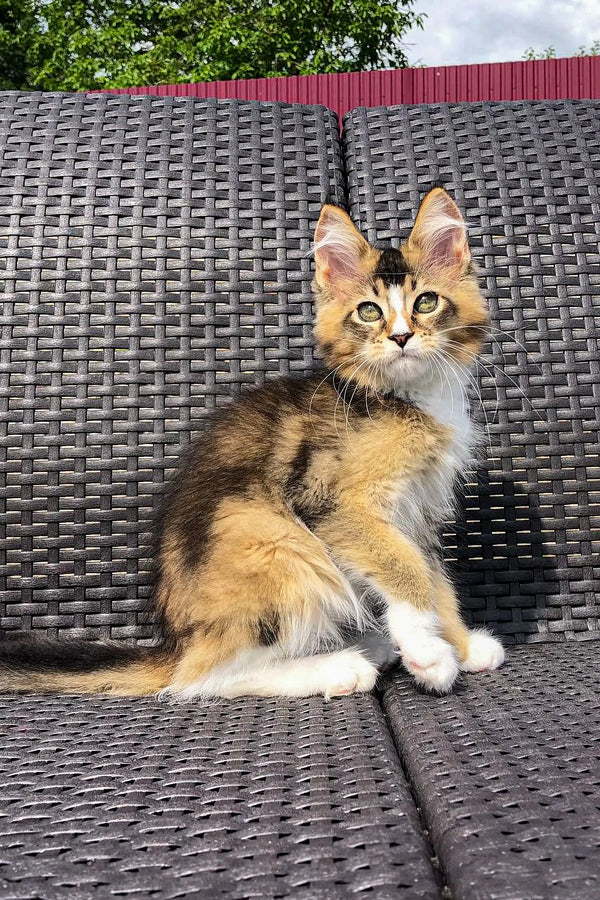 Fluffy calico kitten chilling on woven furniture with Golden Maine Coon vibes