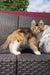 Fluffy calico kitten chillin on woven furniture with a Golden Maine Coon vibe