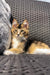 Calico kitten relaxing on a woven chair next to a Golden Maine Coon kitten