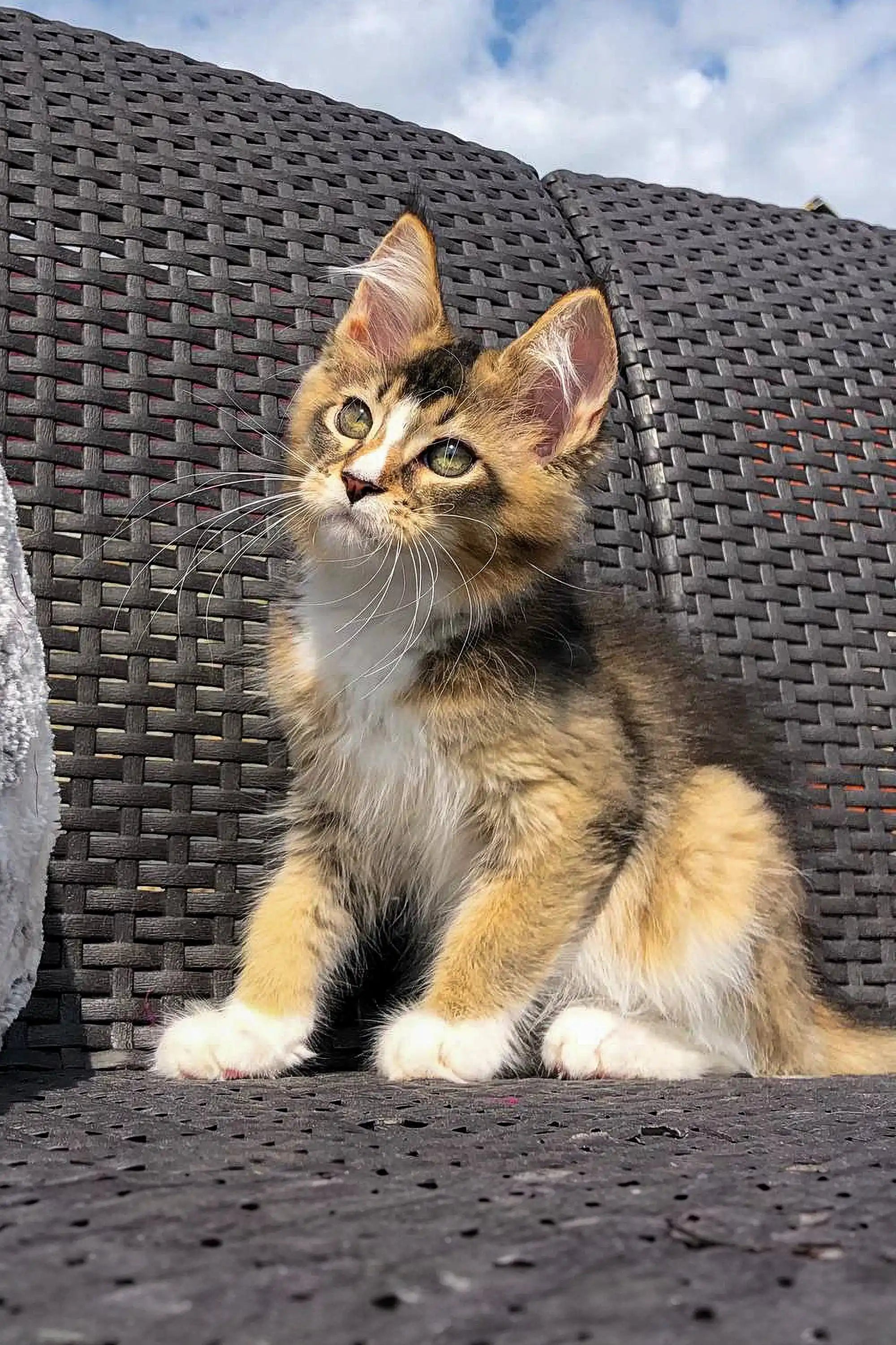 Maine Coon Kittens for Sale Vernon | Golden Kitten
