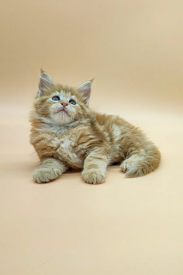 Fluffy Maine Coon kitten with blue eyes lounging and gazing upwards