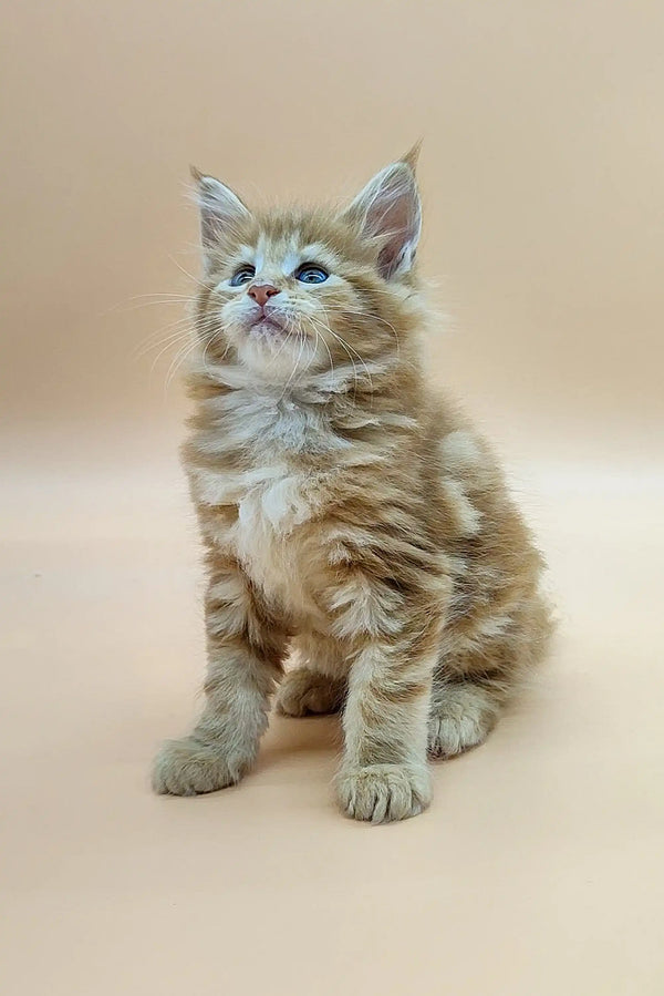 Fluffy Maine Coon kitten with big eyes and perky ears perfect for any cat lover