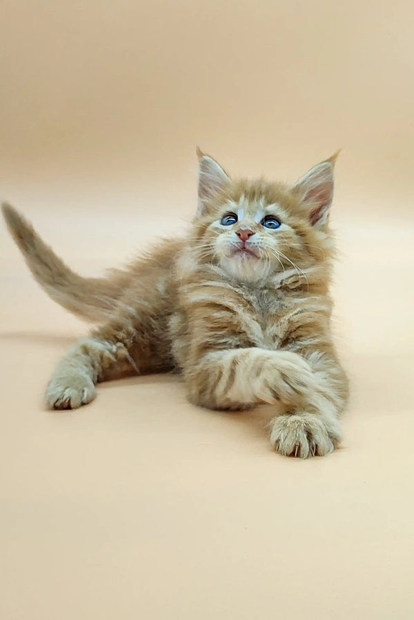 Fluffy Maine Coon kitten with bright blue eyes chilling on its belly