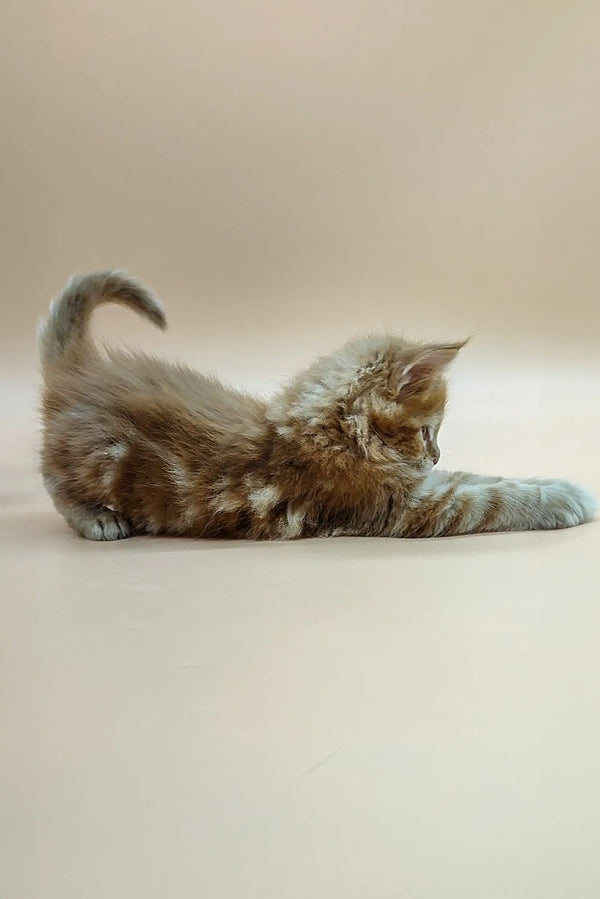 Fluffy Maine Coon kitten stretching adorably on a cozy surface