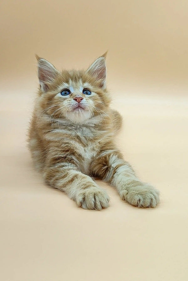 Fluffy Maine Coon kitten with blue eyes and a light brown tabby coat