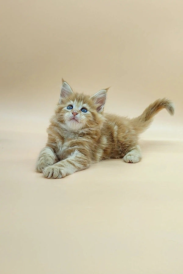 Fluffy light brown Maine Coon kitten with blue eyes lounging on its stomach