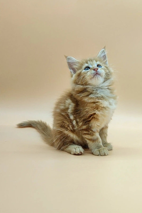 Curious Fluffy Maine Coon Kitten with Striped Fur Sitting Upright in Verona Product