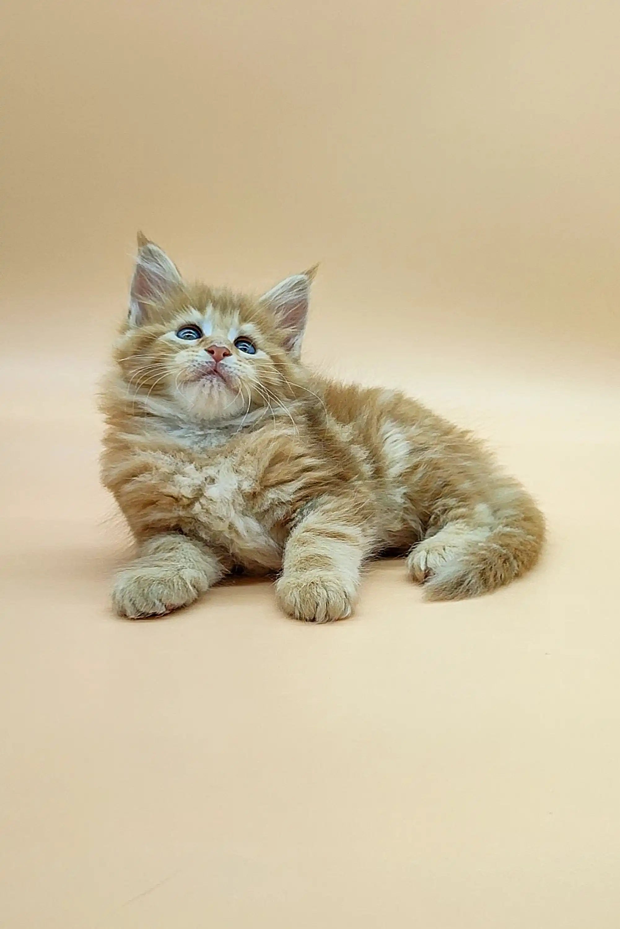 Maine Coon Kittens for Sale Verona | Kitten
