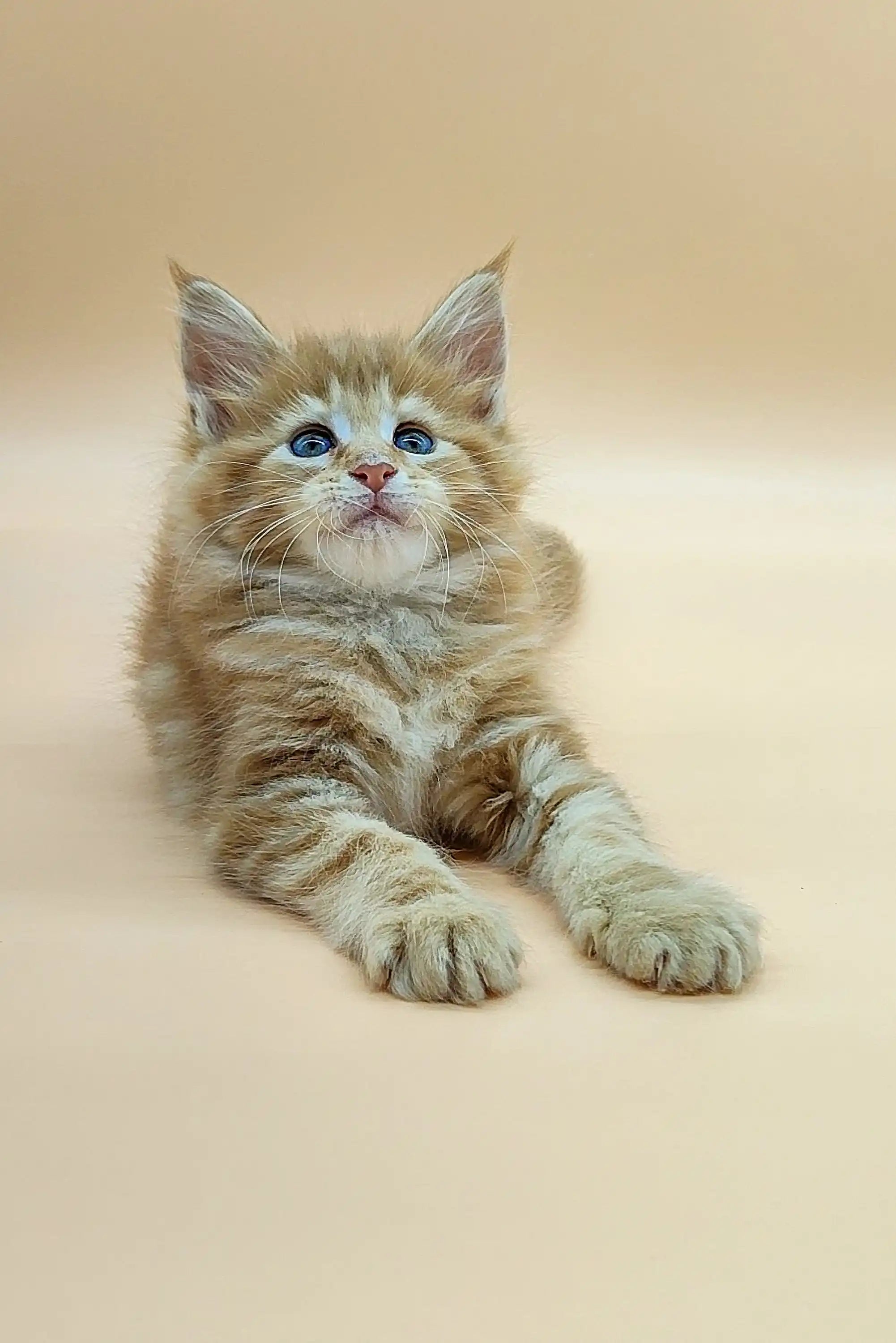 Maine Coon Kittens for Sale Verona | Kitten