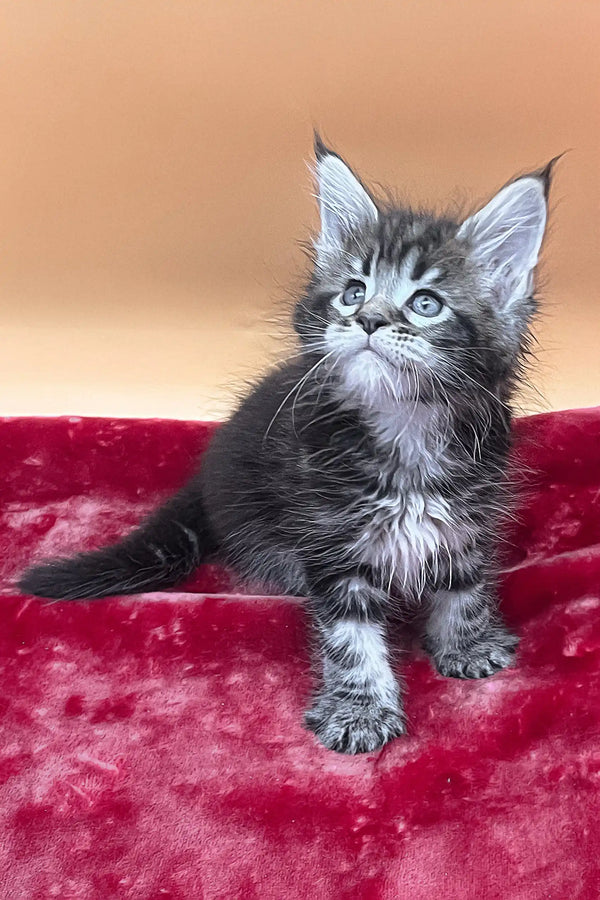 Verra | maine coon kitten