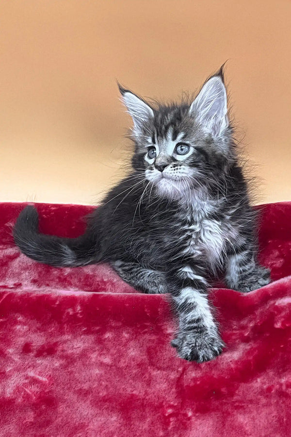 Verra | maine coon kitten
