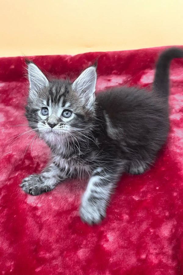 Verra | maine coon kitten