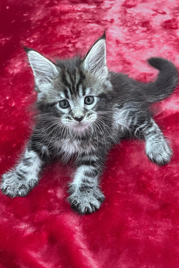 Verra | maine coon kitten