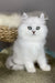 Versace | british longhair kitten