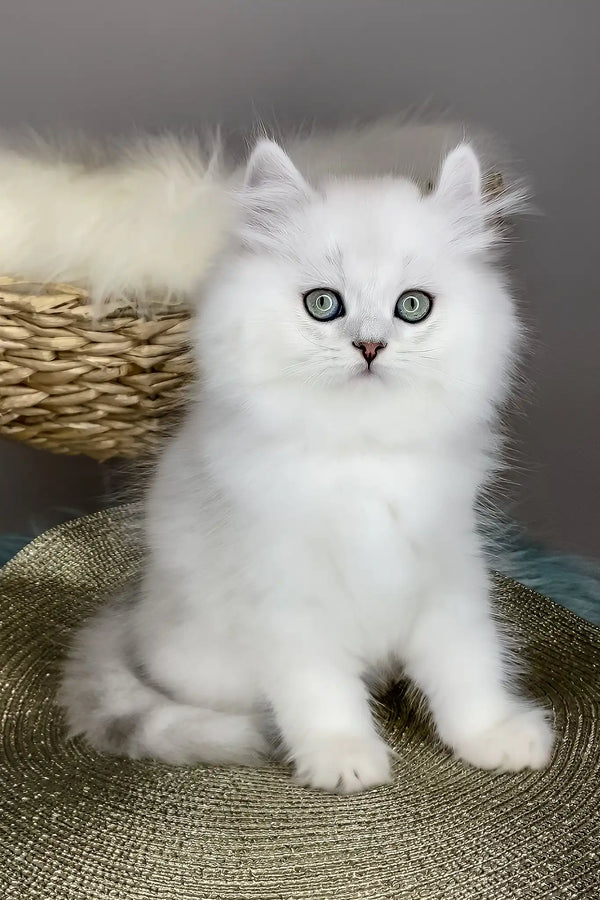 Versace | british longhair kitten